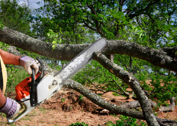 Best Hazardous Tree Removal  in Lacey, WA